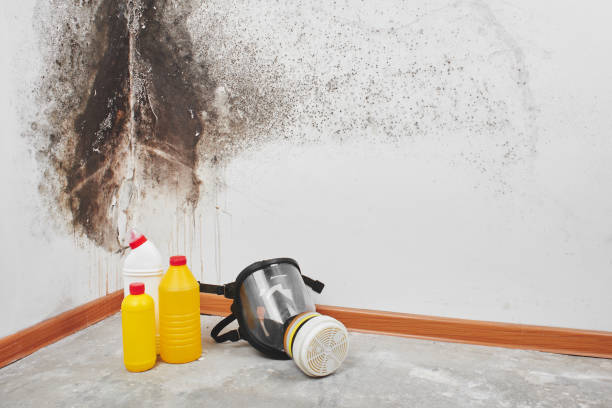 Best Basement Mold Remediation in Wenona, IL
