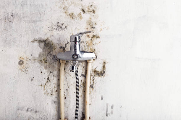 Best Localized Mold Remediation (e.g., coastal areas, humid climates) in Wenona, IL