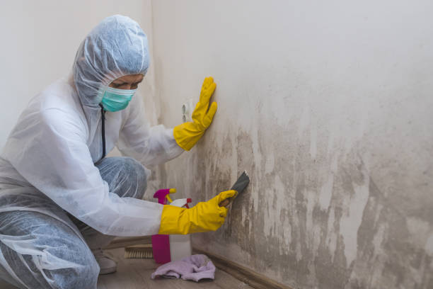 Best Commercial Mold Remediation in Wenona, IL