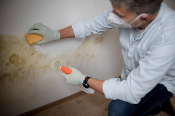 Best Attic Mold Remediation in Wenona, IL