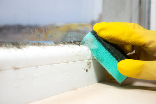 Best Kitchen Mold Remediation in Wenona, IL