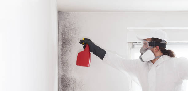 Best DIY Mold Remediation Support Services in Wenona, IL