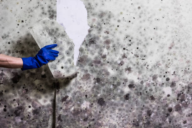 Best Emergency Mold Remediation in Wenona, IL