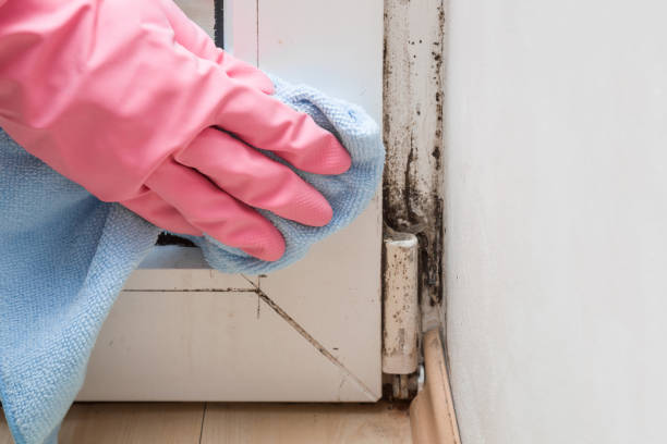 Best Residential Mold Remediation in Wenona, IL